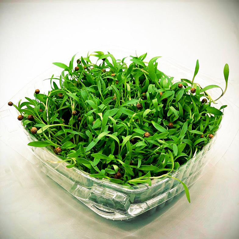 Brotes de cilantro