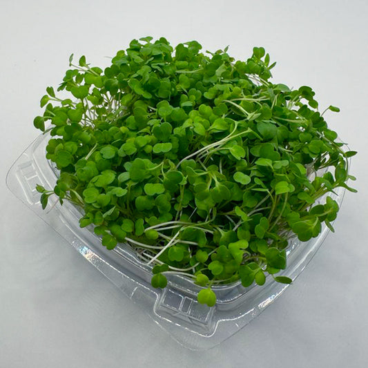 Brotes Rugula Brotes y microverdes – Alimenta - Oro para tu cuerpo